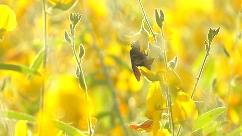 The yellow flowers field Stock Footage 83954642