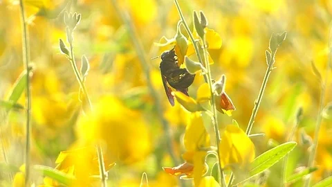 The yellow flowers field Stock Footage 83954657