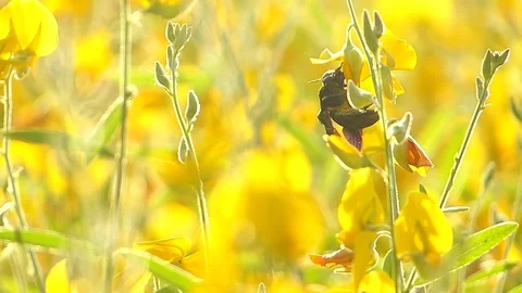 The yellow flowers field Stock Footage 83954682