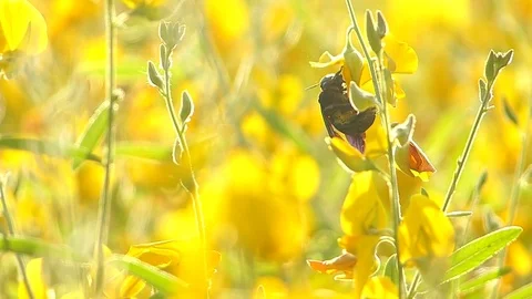 The yellow flowers field Stock Footage 83954769