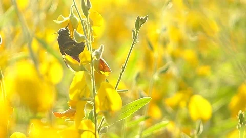 The yellow flowers field Stock Footage 83954788