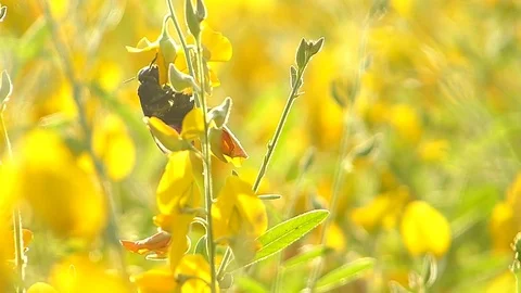 The yellow flowers field Stock Footage 83954789