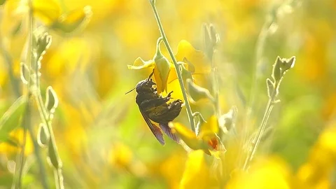The yellow flowers field Stock Footage 83954796