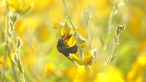 The yellow flowers field Stock Footage 83954869