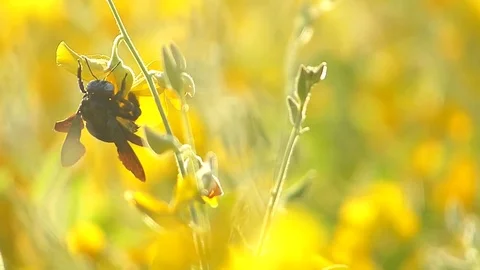 The yellow flowers field Stock Footage 83954960