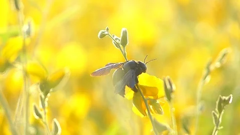 The yellow flowers field Stock Footage 83955054