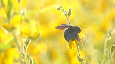 The yellow flowers field Stock Footage 83955074
