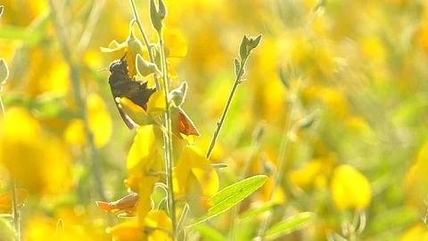 The yellow flowers field Stock Footage 83955142