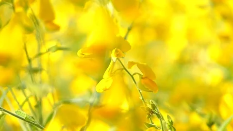The yellow flowers field Stock Footage 83961642