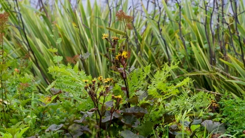 Yellow Flowers In The Field Stock Footage 221830954