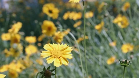 Yellow flowers in the field Stock Footage 241550760
