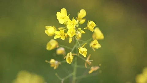Yellow flowers in the field Vídeos de archivo 310298761