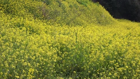Yellow flowers in the field 스톡 동영상 310298767
