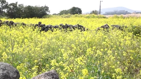 Yellow flowers in the field 스톡 동영상 310298788