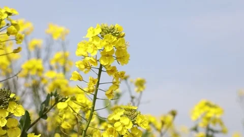 Yellow flowers in the field 스톡 동영상 310298792