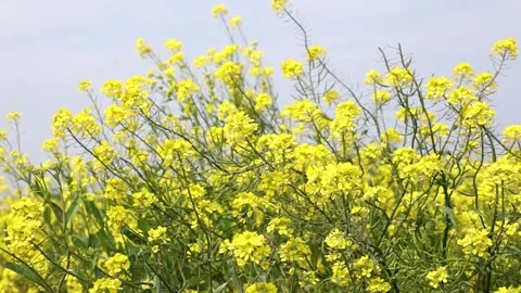 Yellow flowers in the field 스톡 동영상 310298796