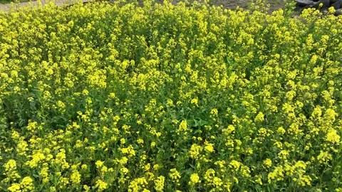 Yellow flowers in the field Video stock 310298801