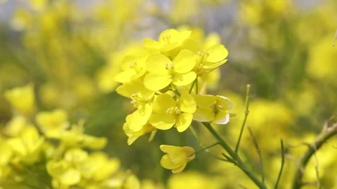 Yellow flowers in the field 스톡 동영상 310298808