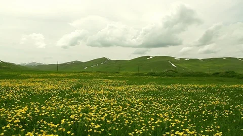 Yellow flowers field with mountain range Stock Footage 77606191
