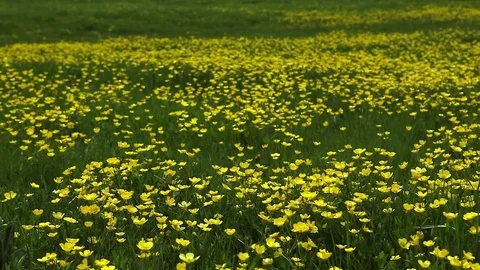 Yellow flowers field with mountain range Vidéo 77606652