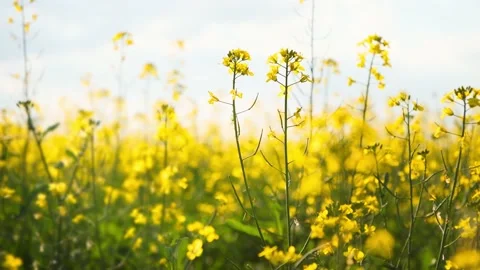 Yellow flowers in a field at sunset. Video stock 234068278
