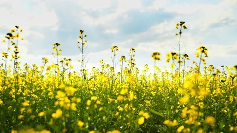 Yellow flowers in a field at sunset. Stock Footage 234068284