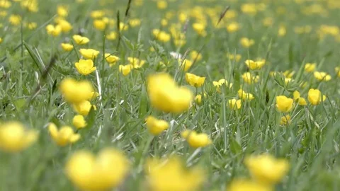 Yellow flowers field swaying in the wind Stock Footage 74661553