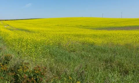 Yellow flowers fields. Stock Photos