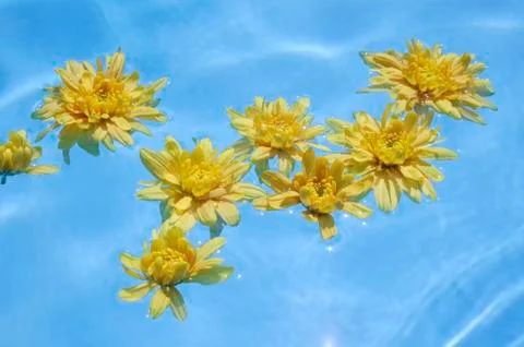 Yellow flowers floating in pool Foto stock