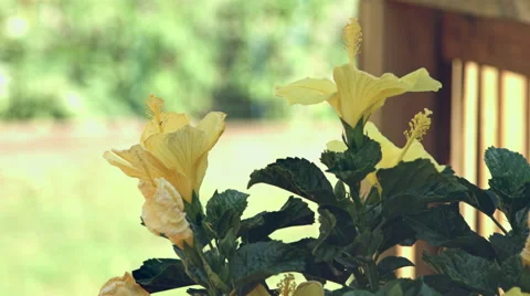 Yellow flowers flowing in the wind Stock Footage 59826641