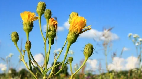 Yellow flowers Stock Footage 490952
