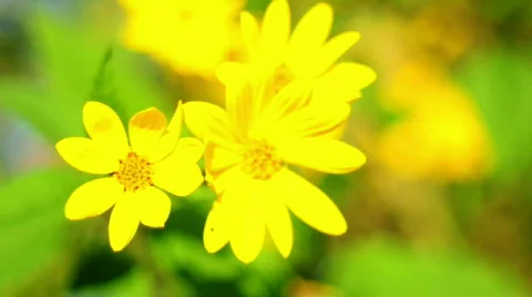 Yellow flowers 스톡 동영상 525947