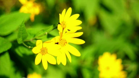 Yellow flowers Video stock 525961
