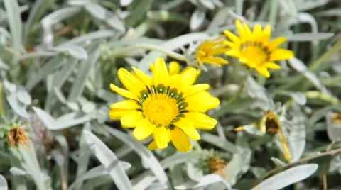 Yellow Flowers Vidéo 528257