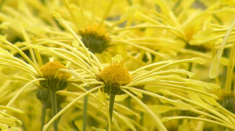 Yellow flowers Video stock 588284