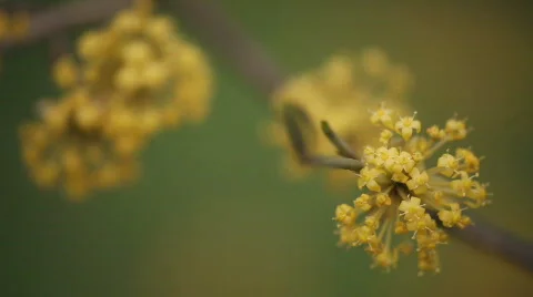 Yellow Flowers Stock Footage 720781