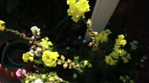 Yellow Flowers  Stock Footage 738122