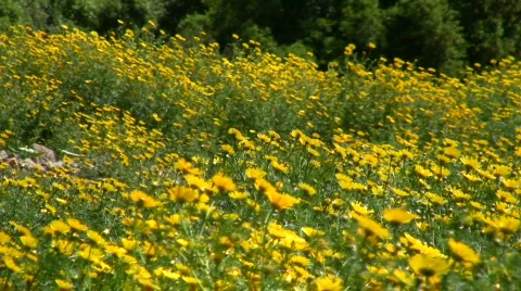 Yellow flowers.  Vídeos de archivo 751507