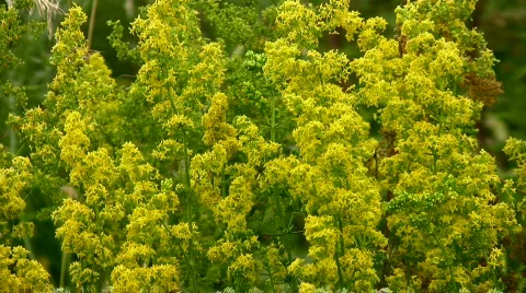 Yellow flowers Stock Footage 843318