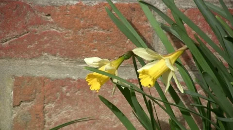 Yellow flowers Stock-Footage 7766899