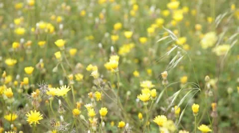 Yellow flowers Stock Footage 10734605