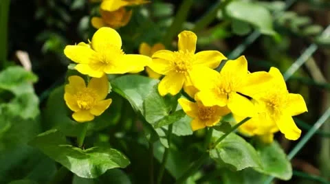 Yellow flowers Stock Footage 10862219