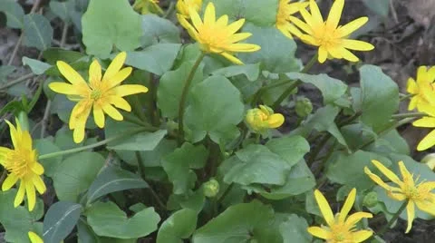 Yellow flowers 스톡 동영상 10892878