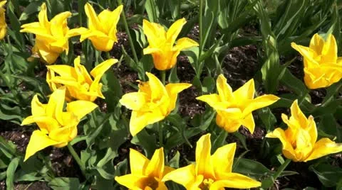 Yellow flowers Stock Footage 10915718