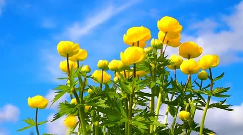 Yellow flowers Vídeo Stock 11053037