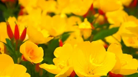 Yellow flowers 動画素材 11297043