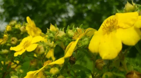 Yellow Flowers Video stock 11754807