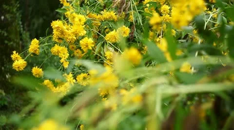Yellow flowers Stock Footage 11851053