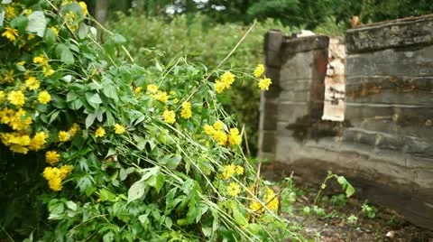Yellow flowers Stock Footage 11861499