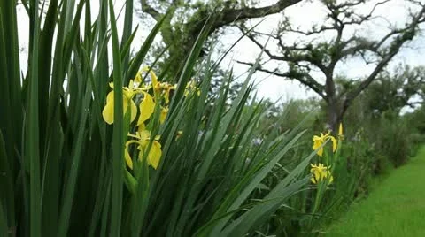 Yellow Flowers Stock Footage 11880977